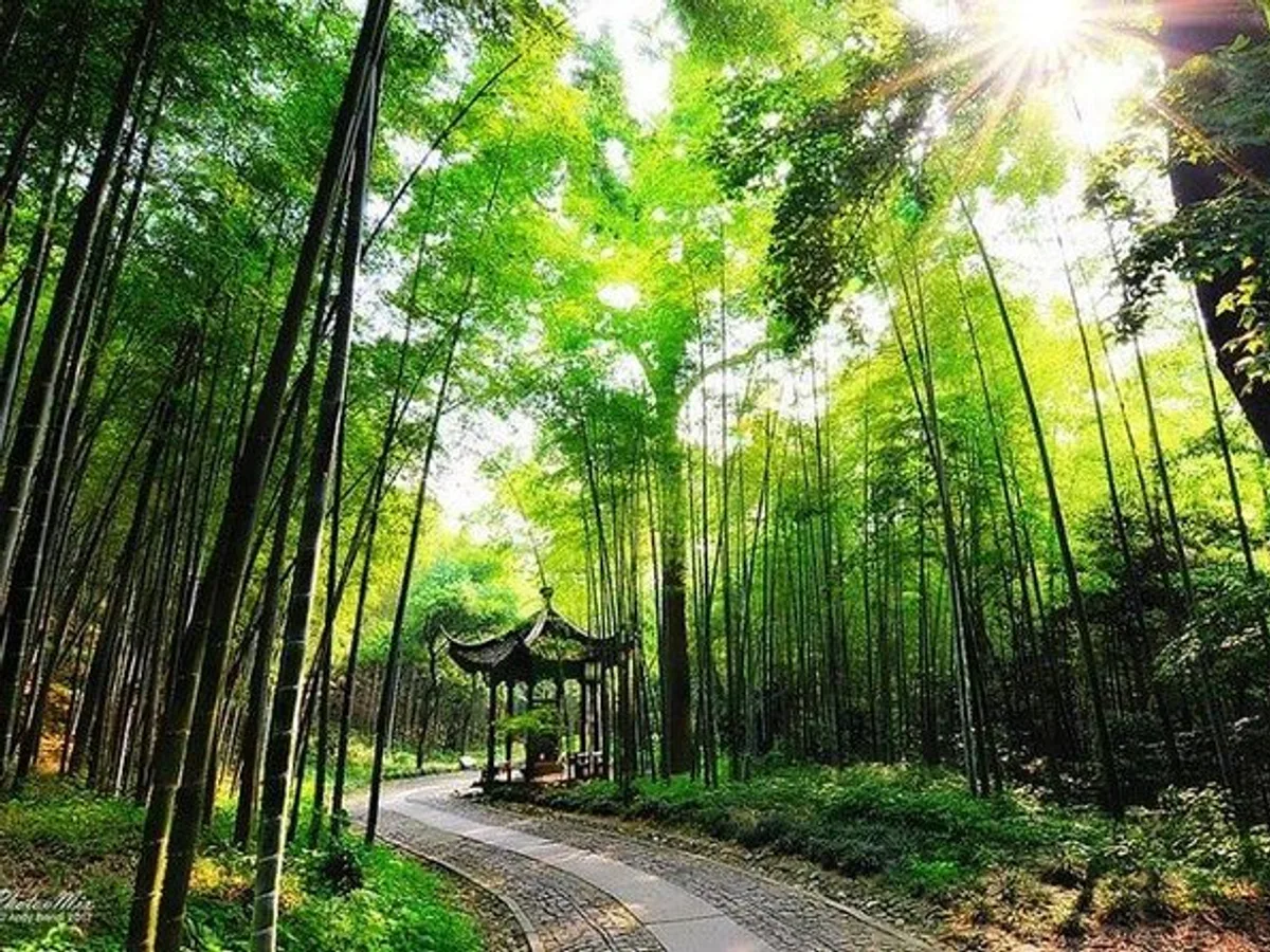 Hangzhou: Yunxi Bamboo Forest Trail & Meijiawu Tea Tasting Half-Day Tour