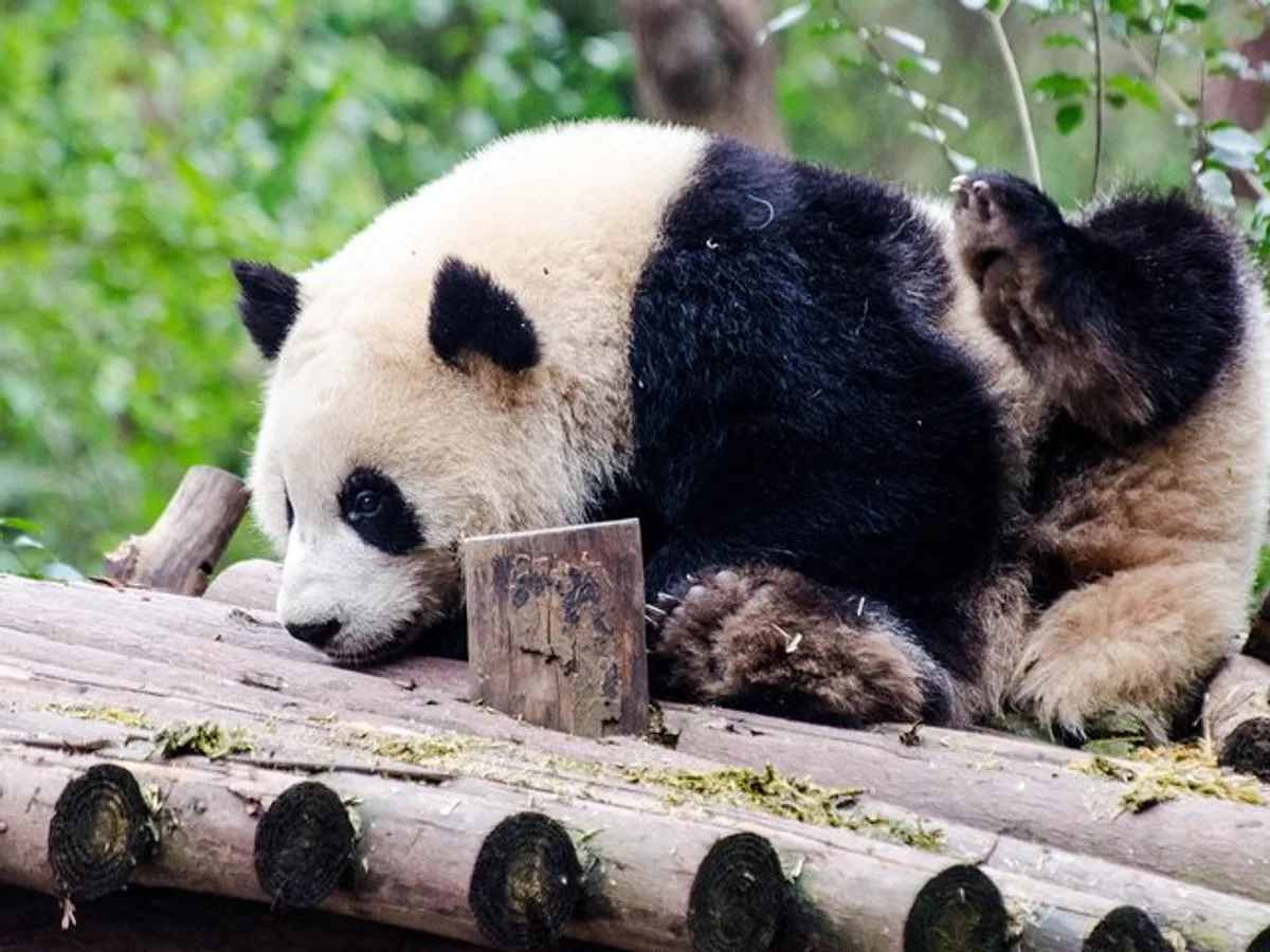 Chengdu: Panda Base Leshan Buddha Tour(or Half Day Panda Base )