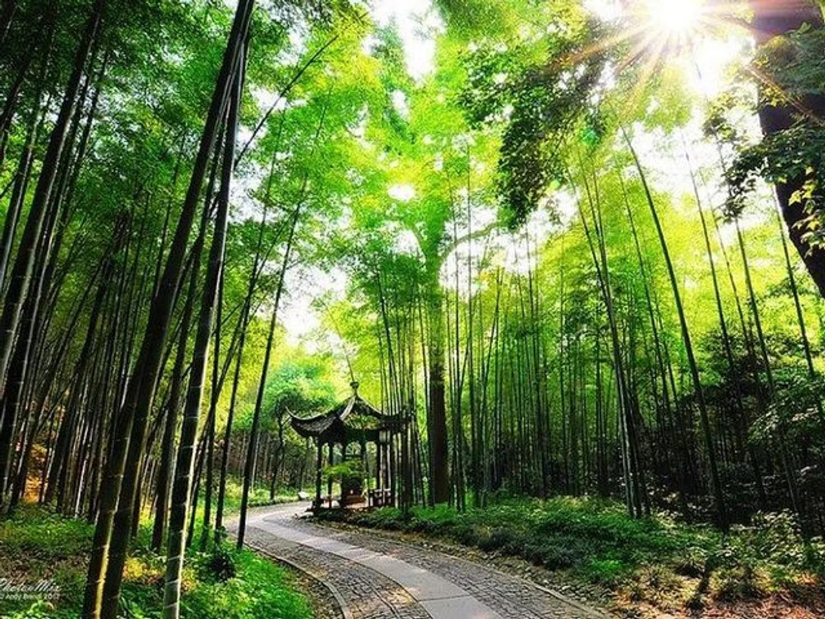 Half-Day Hangzhou Yunxi Bamboo Forest and Tea Plantation Experience · 1/4