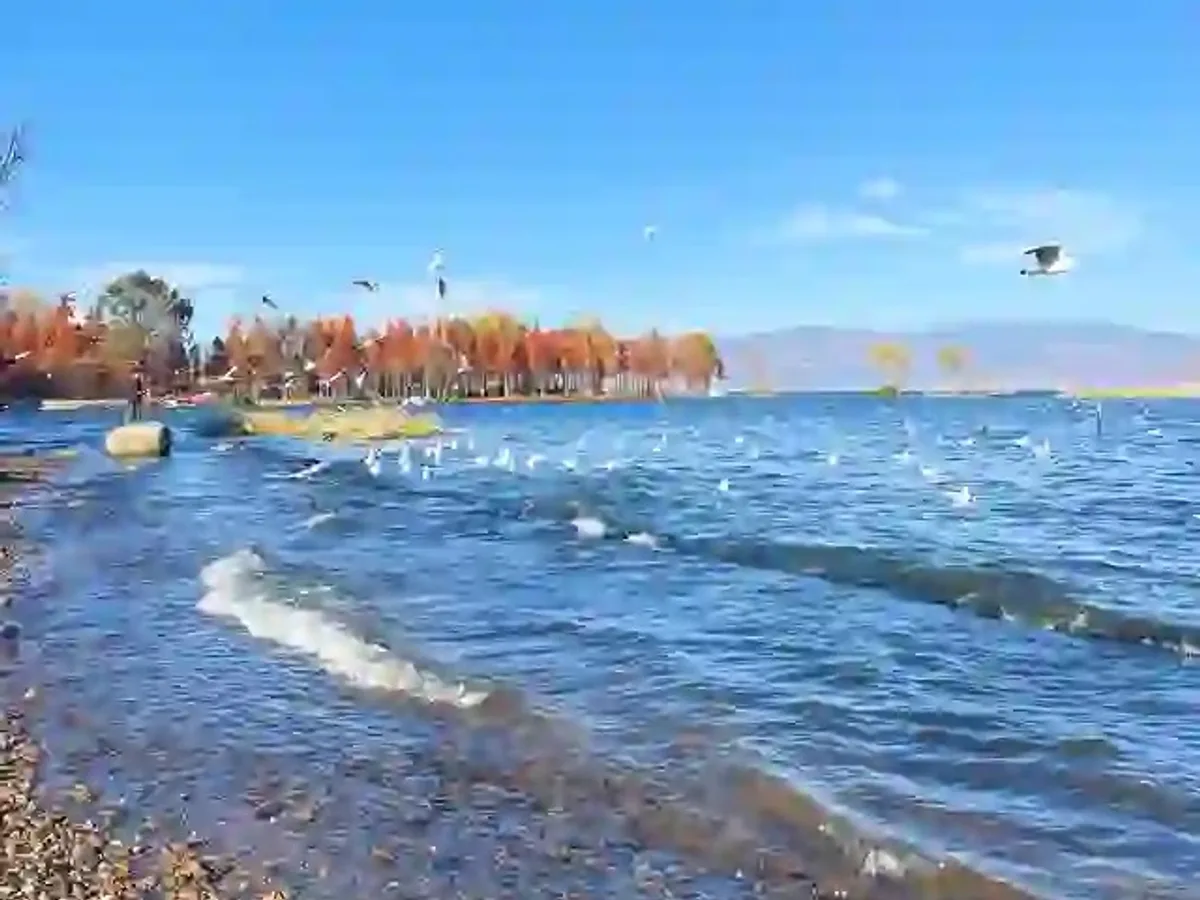 Half-Day Erhai Lake Cycling Tour from Dali Old Town