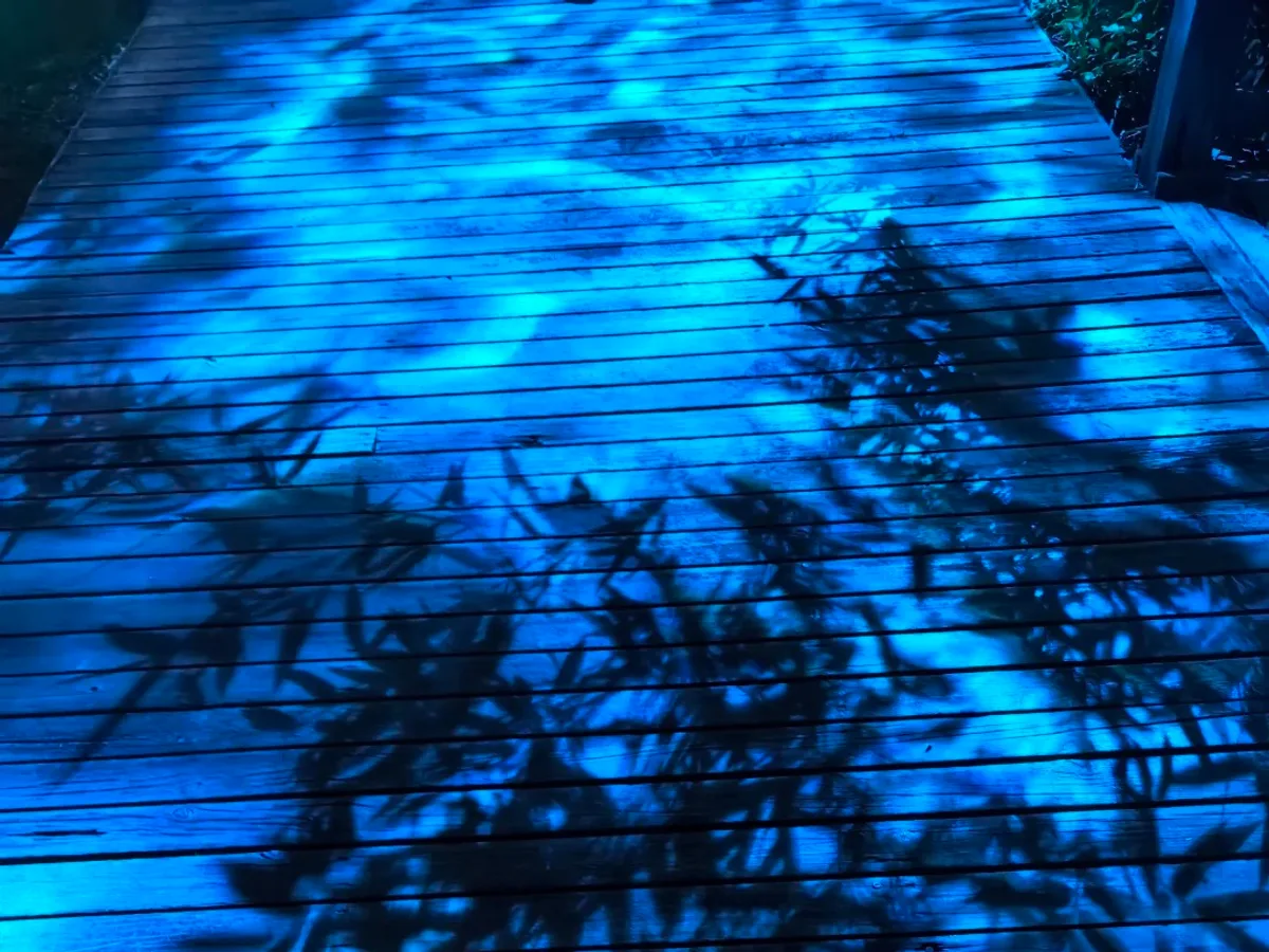 Xi'an: Firefly & Night Nature Discovery Private Evening Tour