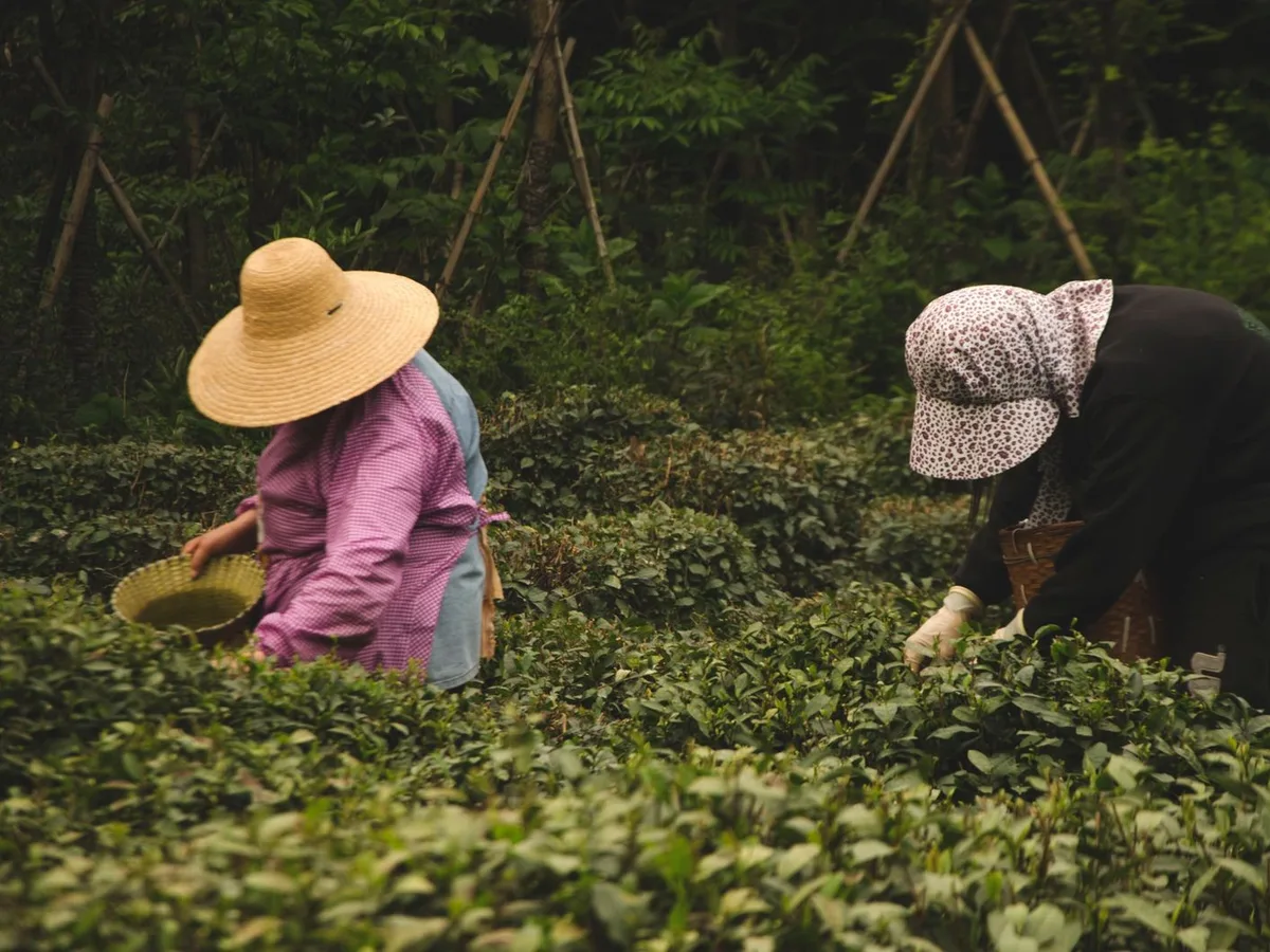 Hangzhou Longjing Tea Picking and Pan-Firing Experience with English Guide