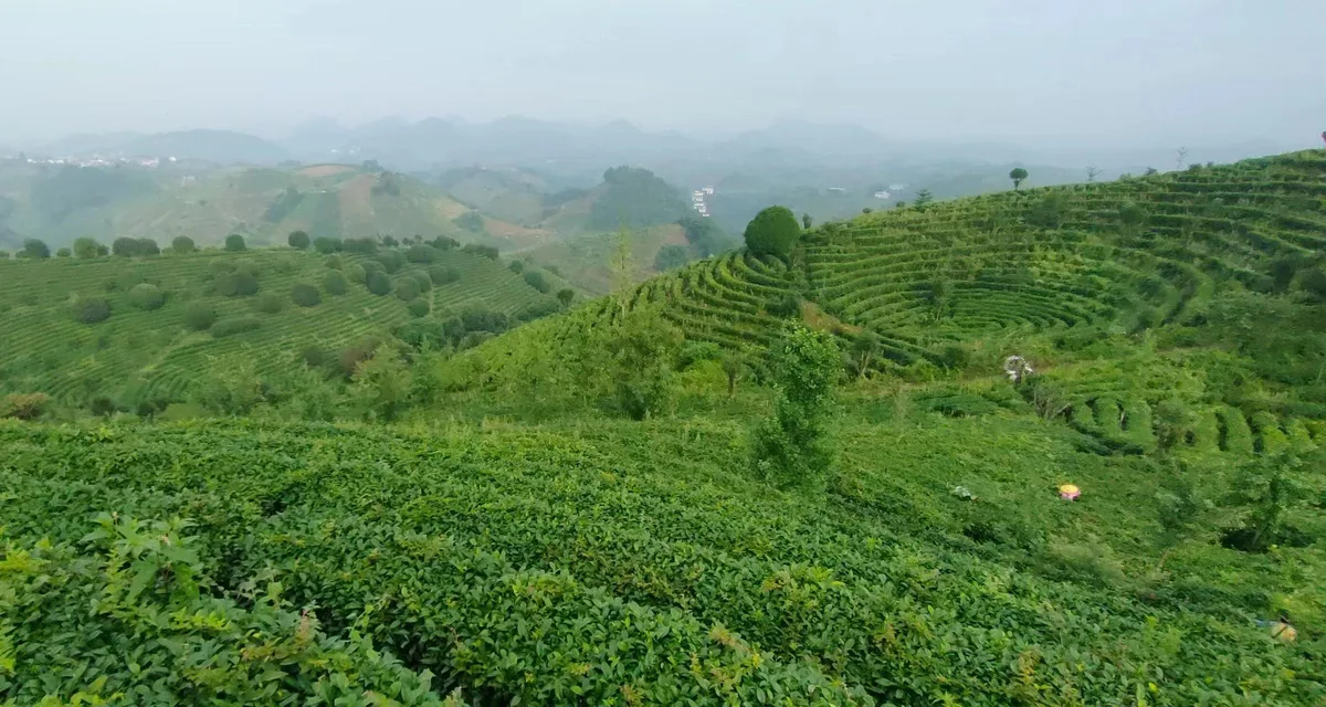 Qixianfeng Tea Plantation Tour in Yangshuo · 2/4