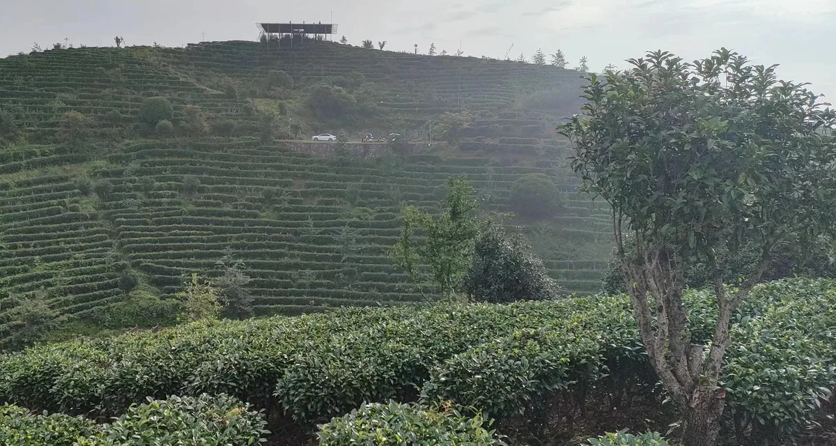 Qixianfeng Tea Plantation Tour in Yangshuo · 3/4