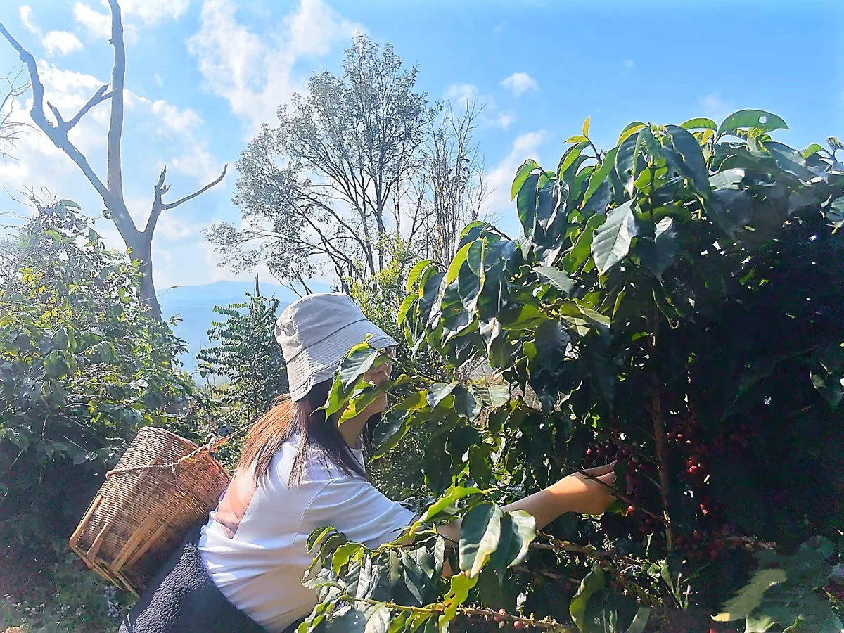 Yunnan Coffee Valley | Half-Day Road Trip · 2/4