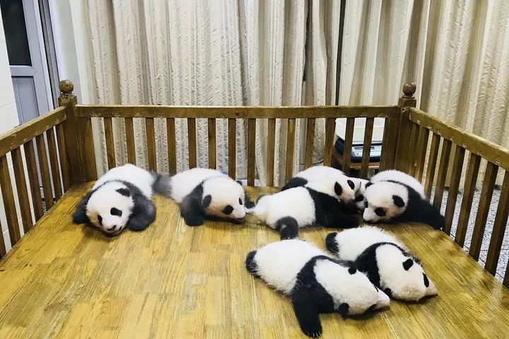 One Day Trip to Chengdu Panda Base and Leshan Buddha Tour · 3/4