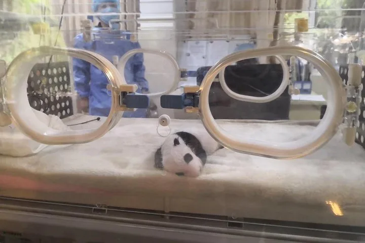One Day Trip to Chengdu Panda Base and Leshan Buddha Tour · 4/4
