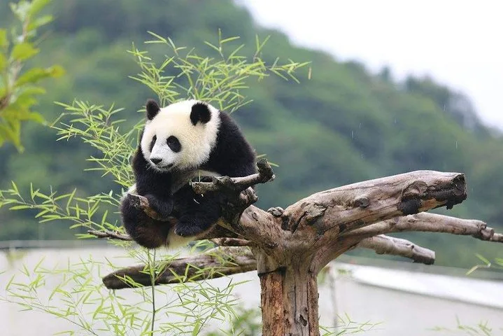 Chengdu: Panda Base Leshan Buddha Tour(or Half Day Panda Base ) · 4/4