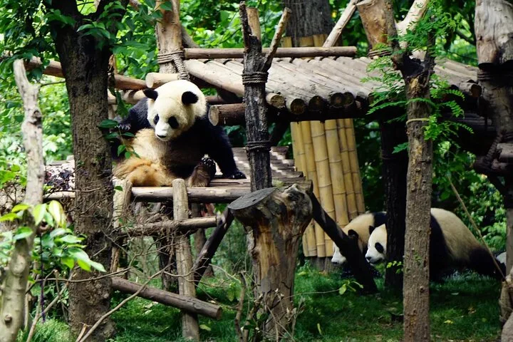 Chengdu Research Base of Giant Panda Breeding Ticket pre-booking · 2/4