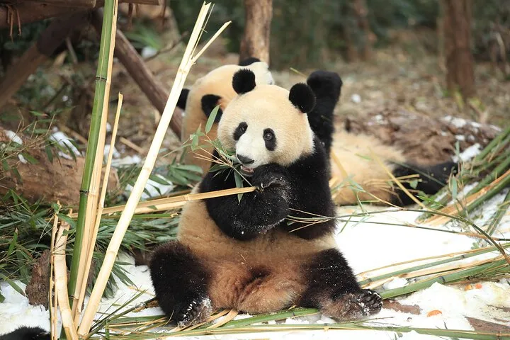 Chengdu Research Base of Giant Panda Breeding Ticket pre-booking · 3/4