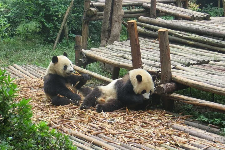 Chengdu Research Base of Giant Panda Breeding Ticket pre-booking · 4/4