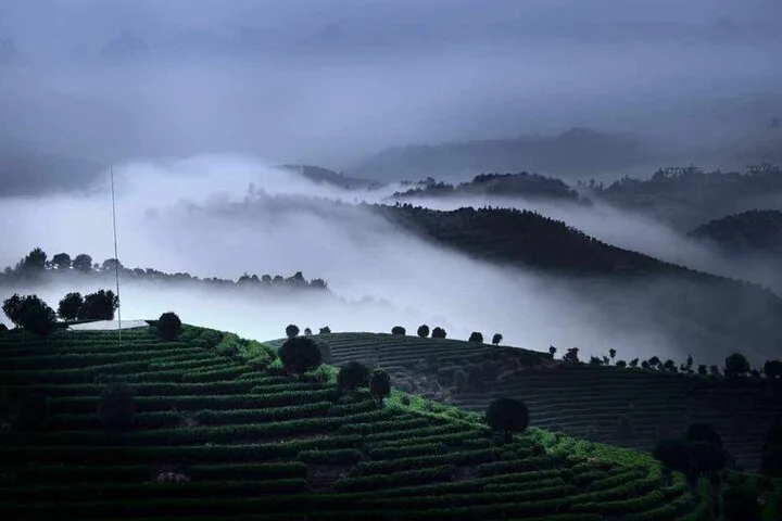 Half-day Tour: Largest Tea Plantation & Amazing Xianggong Hill · 2/4