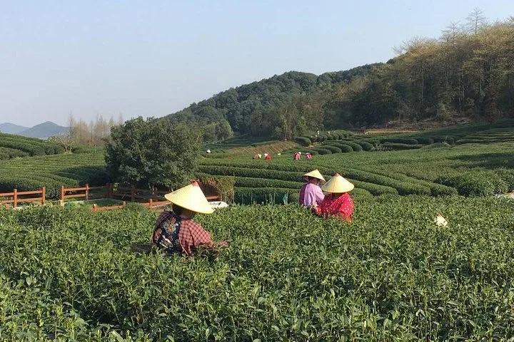 Half-Day Hangzhou Yunxi Bamboo Forest and Tea Plantation Experience · 3/4